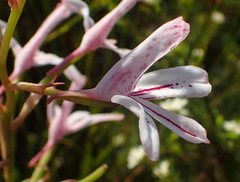 Disa gladioliflora gladioliflora