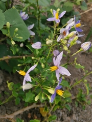 Solanum trilobatum