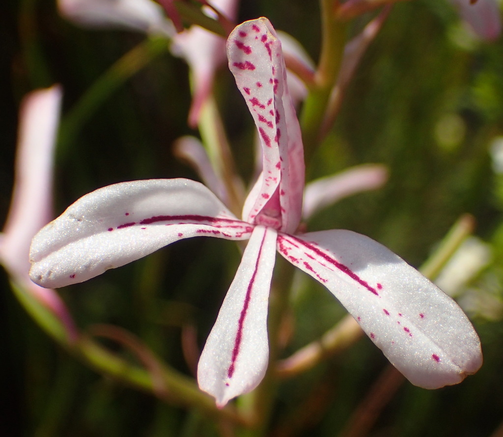 Disa gladioliflora