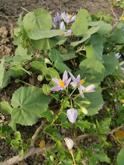 Solanum trilobatum