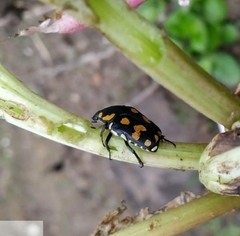 Clinteria klugi