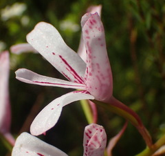 Disa gladioliflora gladioliflora