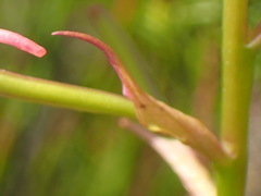 Disa gladioliflora gladioliflora