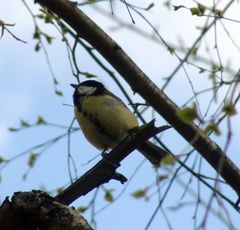 Parus major