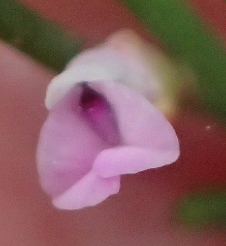 Muraltia leptorhiza (Muraltia leptorhiza)