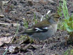 Fringilla coelebs
