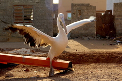 Pelecanus onocrotalus