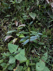 Epidendrum calanthum
