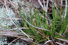 Carex tonsa rugosperma