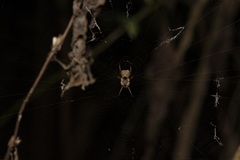 Cyphalonotus variabilis