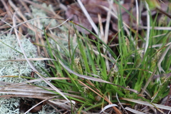 Carex tonsa rugosperma
