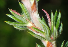 Cliffortia stricta