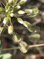 Noccaea perfoliata