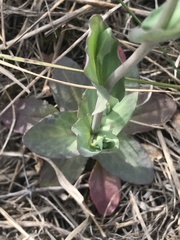 Noccaea perfoliata