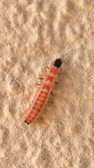 Cleroidea
