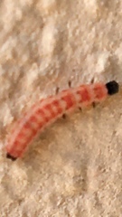 Cleroidea