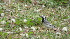 Motacilla alba