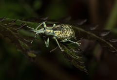 Dermatoxenus caesicollis