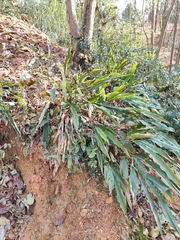 Alpinia japonica