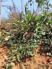 Alpinia japonica
