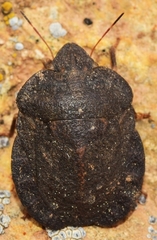 Eurygaster hottentotta