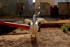 Pelecanus onocrotalus