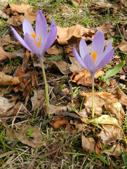 Crocus serotinus