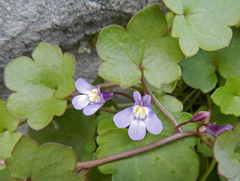 Cymbalaria muralis