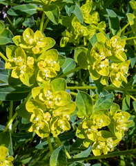 Euphorbia epithymoides
