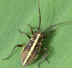 Horistus orientalis