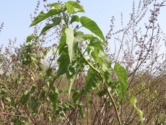 Ipomoea carnea fistulosa