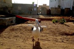 Pelecanus onocrotalus