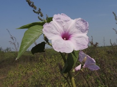 Ipomoea carnea fistulosa