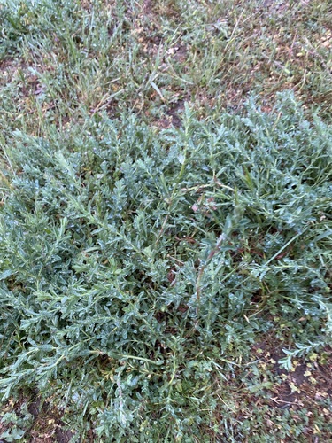 iNaturalist observation photo of flowering plants