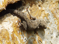 Mediodactylus kotschyi