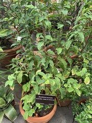 Brunfelsia australis