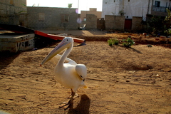 Pelecanus onocrotalus