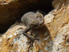 Mediodactylus kotschyi