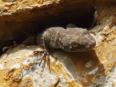 Mediodactylus kotschyi