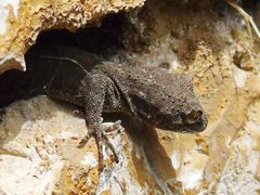 Mediodactylus kotschyi