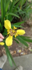Trimezia steyermarkii