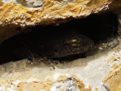 Mediodactylus kotschyi