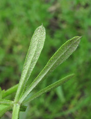 Peronospora aparines