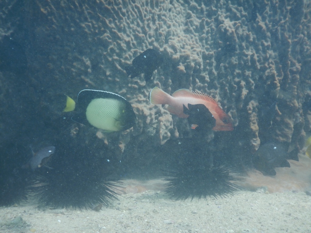 Rode Zee-keizersvis (Apolemichthys xanthotis) — Pomacanthidae