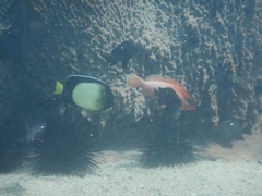 Apolemichthys xanthotis