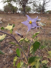 Solanum houstonii