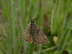 Lepidoptera