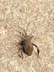 Acanthocephala terminalis