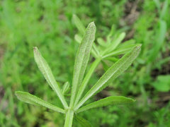 Peronospora aparines
