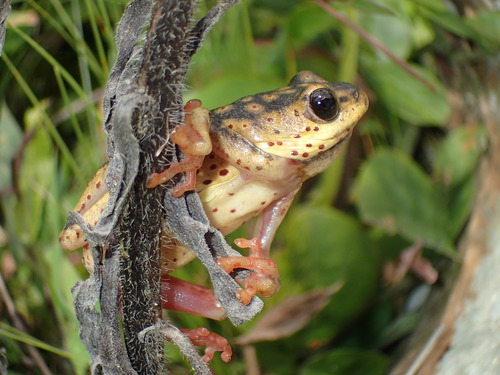 Common Reed Frog